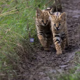 kocięta serwal dostępne na sprzedaż