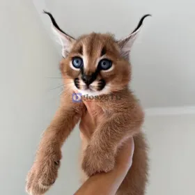 sawanna z karakalami i małymi kociętami