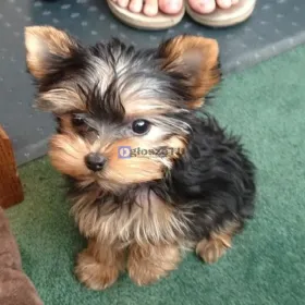 Szczenięta yorka do adopcji