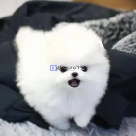 Zdrowe szczenięta rasy pomeranian 